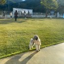 차케네 애견샵 이미지