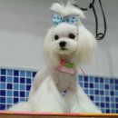 101 애견미용 이미지