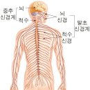 항암제의 신경독성: 항암제 유발 말초신경병증 ​ 이미지