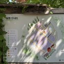 하늬농장 | 강원도 고성 가볼만한곳 | 6월 라벤더 축제 하늬라벤더팜 방문후기