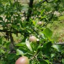 안말농장 이미지