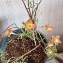 오렌지문 이미지