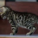 울산고양이분양 도레미캣 이미지