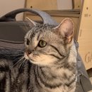 에어묘앤비 이미지