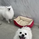 그녀의펫살롱 이미지