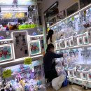 33인형뽑기 이미지