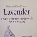 베라 이미지