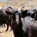 포승농장 이미지