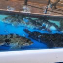 속초자연횟집 이미지