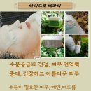 힐링스파수소숲