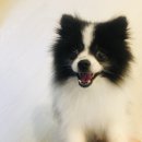 바둑이펫 이미지