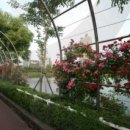 석촌공원길 이미지