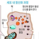 오피시 이미지
