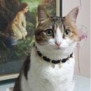 나나캣(nanacat) 이미지