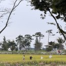 다연 | 전북 김제 가볼만한 곳ㅣ벽골제 코스모스&amp;전통차 카페 다연 후기