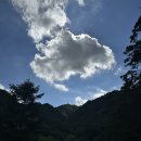 통고산 자연휴양림 - 물매화
