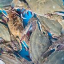 벌교제일수산 이미지