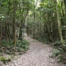 선흘리 백서향 및 변산일엽군락 이미지