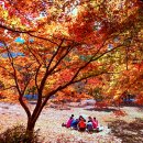 가을단풍-내장산국립공원 이미지