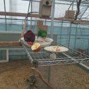 맘마농장 이미지