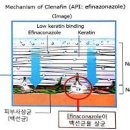 주블리아 손발톱 무좀약 총정리 이미지