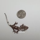 라피스게코 이미지