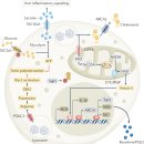 Re: Role of immune cells in the removal of deleterious senescent cells 이미지