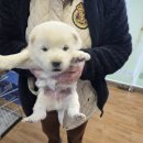 인월동물병원 이미지