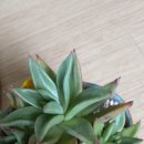 적성우체국 이미지