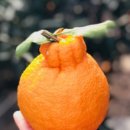 보배농장 이미지