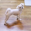 에이치와이(hy) 안심점 | 선별샵 프레딧에서 강아지 애견용품 프리배송 받아요