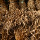 상근농장 이미지