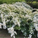 5월에 흰색 꽃이 많이 피는 이유는? 이미지