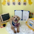 멍문대 애견유치원 이미지