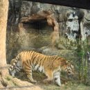 아구에꽃이피네 | 과천 서울대공원 동물원 가격 겹벚꽃 튤립 사자 호랑이 곰 렉서팬더 구경 리프트 이용