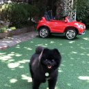 공주네 펫시터 | 대전펫시터추천!!! 공주네펫시터!!! 너무너무 좋아요~