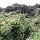 강정동-20 이미지