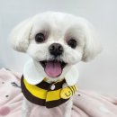체인지펫미용 | 대전 반석동 애견미용 말티즈 미용 귀엽게 하고 왔어요!