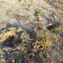 노루마당 이미지