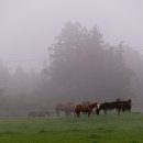 샛별목장 이미지