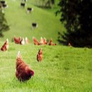 자유농장 이미지