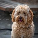엔젤짐 반려견 아카데미 네이버블로그
