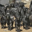 광개토농장 이미지