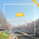 양재천 수변무대2 | 양재천 벚꽃 실시간 2026 개화상태 산책 코스 추천