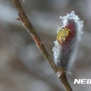 버들강아지 이미지