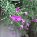 울릉이당 이미지