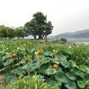 두물머리공원 맞은편 이미지