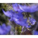 보라꽃화원 이미지