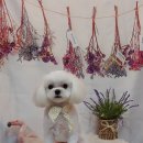 단추펫살롱 이미지