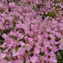 향분홍낮달맞이꽃 이미지